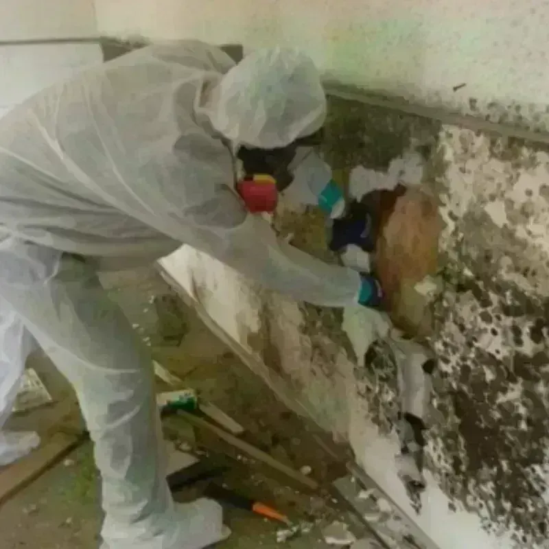 Mold Remediation and Removal in Milan, TN